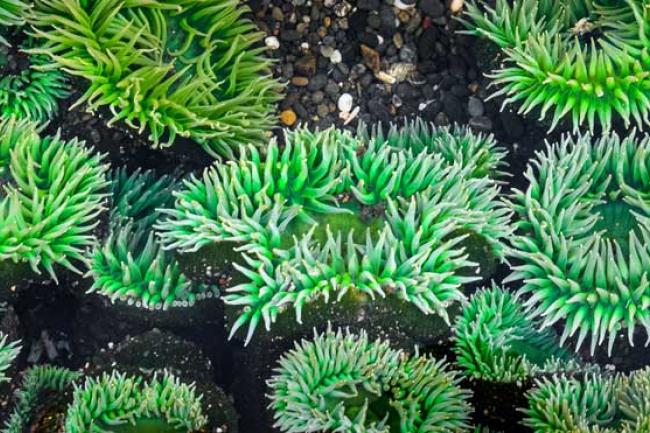 Brilliant green sea anemones line a rock surface.